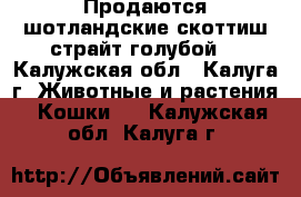 Продаются шотландские скоттиш страйт-голубой! - Калужская обл., Калуга г. Животные и растения » Кошки   . Калужская обл.,Калуга г.